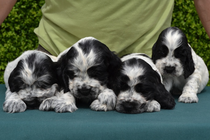 24-Chris, Chiko, Charlie, Chessy.JPG